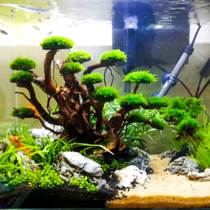 Aquarium Moss - ต้นไม้ประดับตู้ปลา ตกแต่งด้วยมอส โครงไม้ลอยน้ำ รากโรโดเดนดรอน ของตกแต่งตู้ปลา