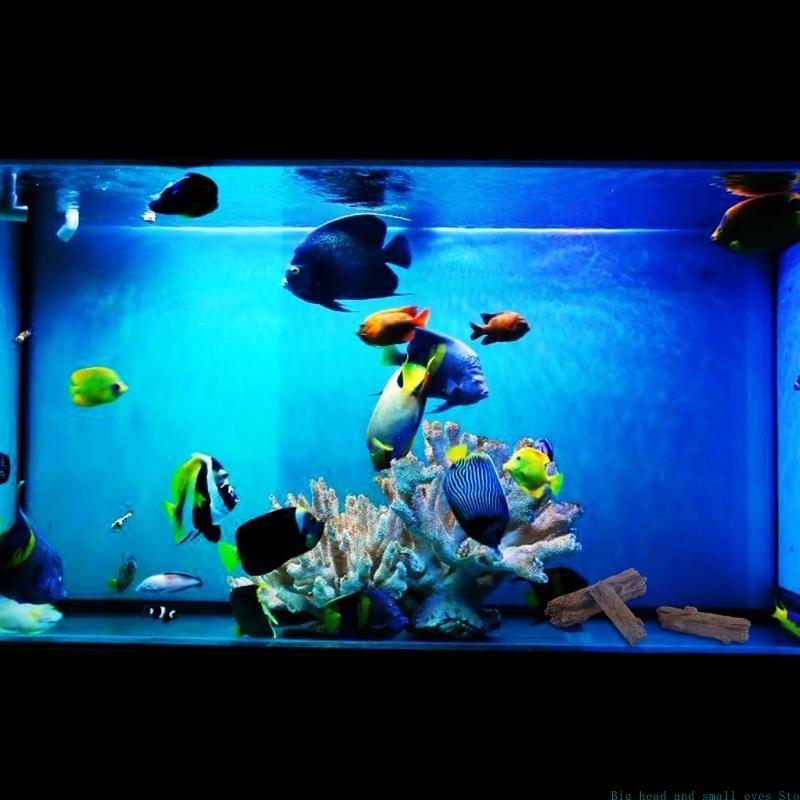 พิพิธภัณฑ์สัตว์น้ําตกแต่งต้นไม - Aquarium Moss บทวิจารณ์และราคา
