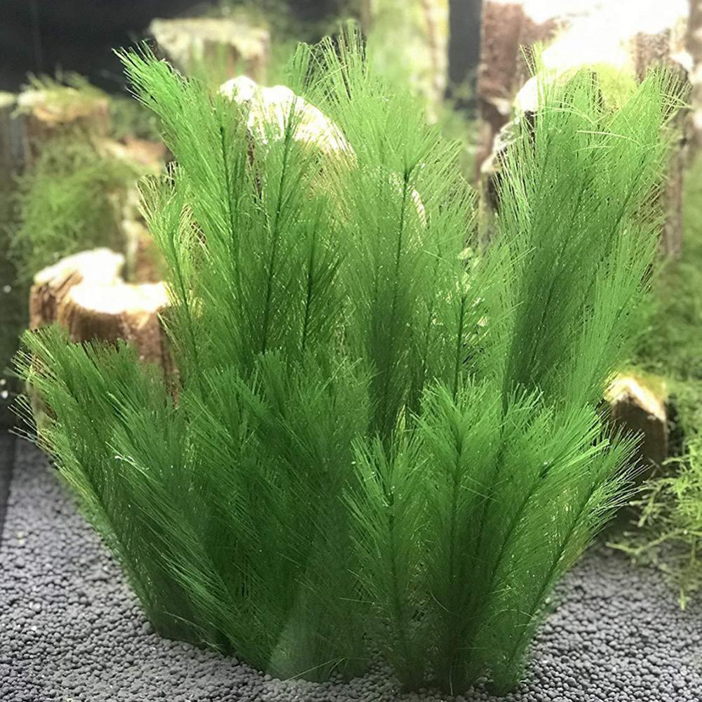 1/3Pcs 28/40 ซม.Aquarium Fish  - Live Plant Aquarium บทวิจารณ์และราคา
