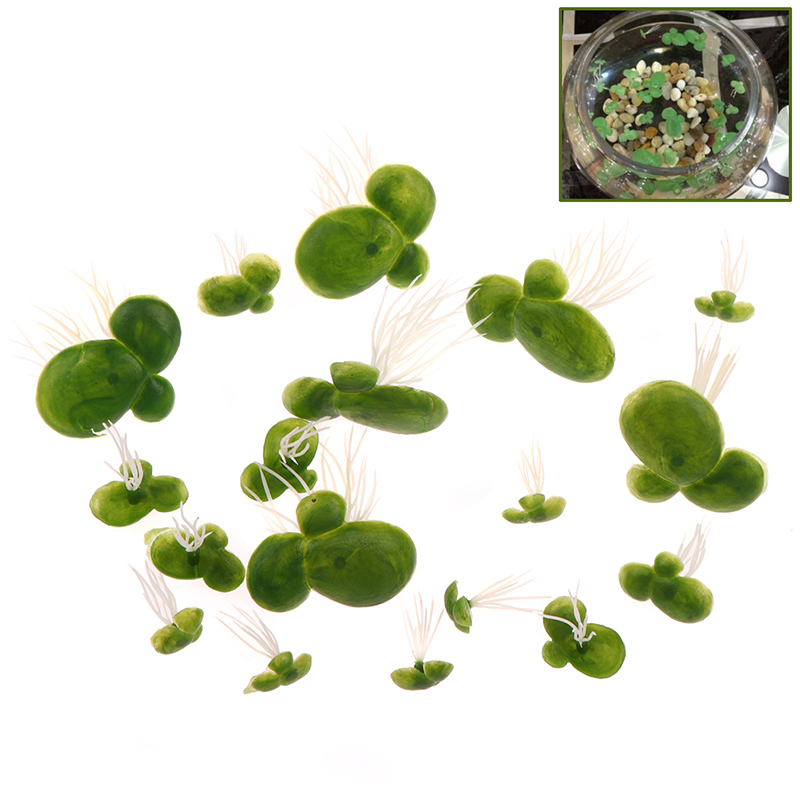 อุปกรณ์ตกแต่งตู้ปลาขนาด18ชิ้น/ - Aquarium Plants Live บทวิจารณ์และราคา