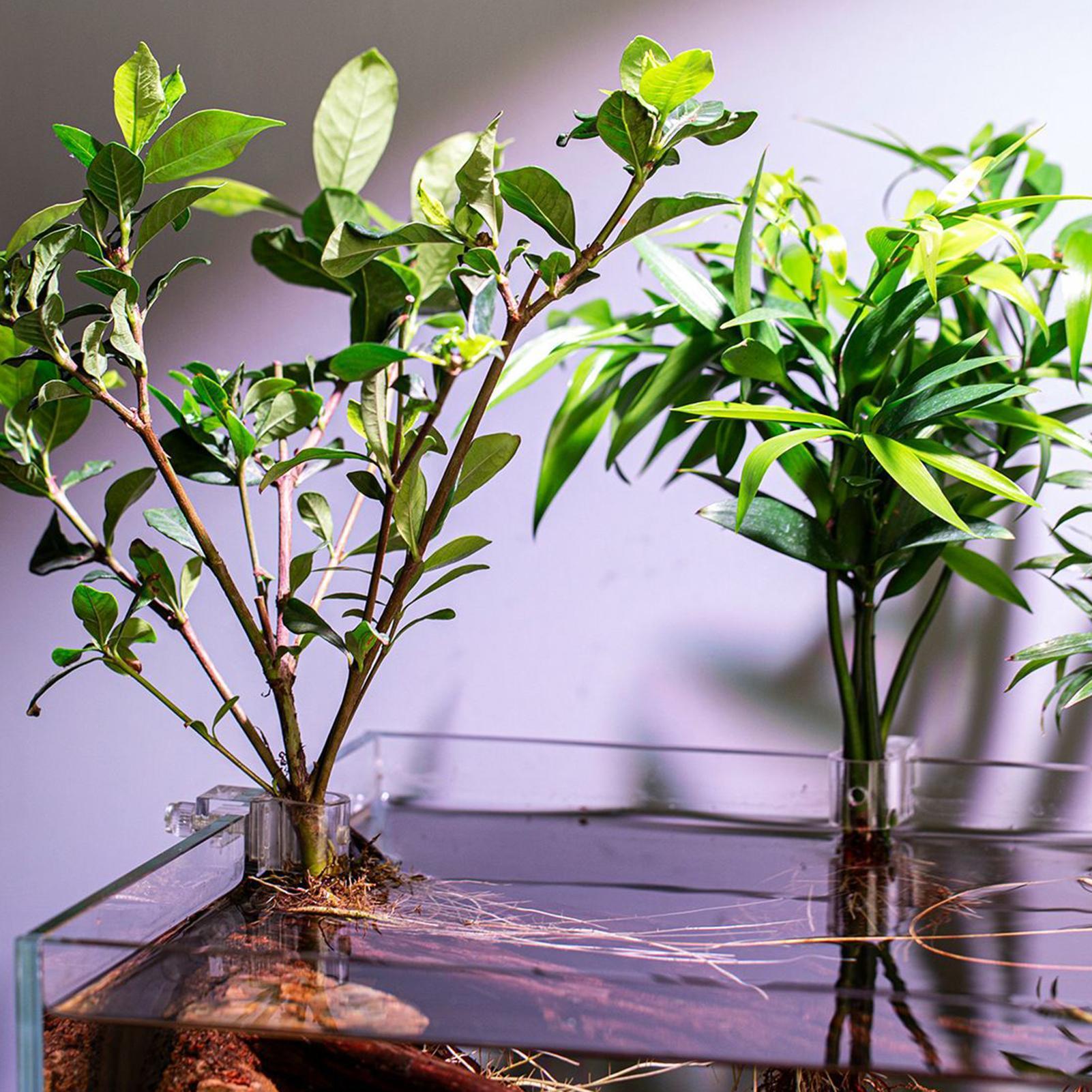 กระถางปลูกต้นไม้ขนาดเล็กสำหรับ - Aquarium Fertilizer บทวิจารณ์และราคา
