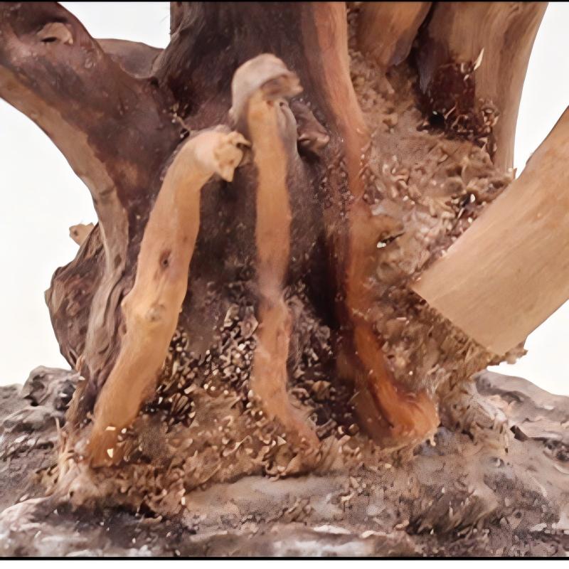 1PC Aquarium ภูมิทัศน์เครื่องป - Aquarium Driftwood บทวิจารณ์และราคา