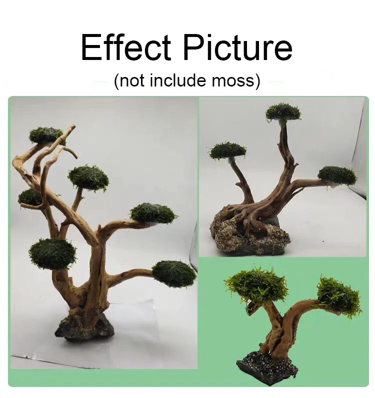 พิพิธภัณฑ์สัตว์น้ํา Driftwood  - Aquarium Moss บทวิจารณ์และราคา