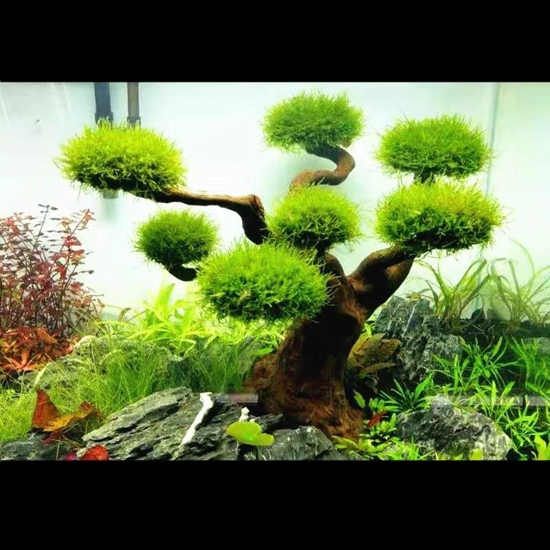 พิพิธภัณฑ์สัตว์น้ํา Driftwood  - Aquarium Moss บทวิจารณ์และราคา