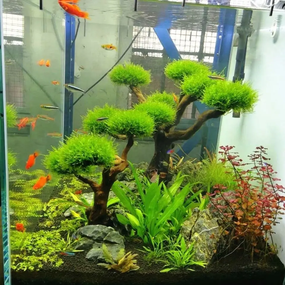 พิพิธภัณฑ์สัตว์น้ํา Driftwood  - Aquarium Moss บทวิจารณ์และราคา